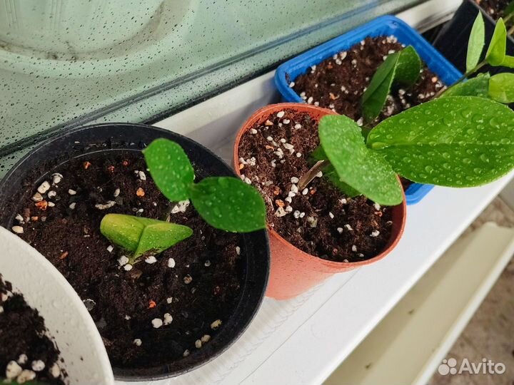 Замиокулькас