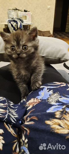 Отдаю котят