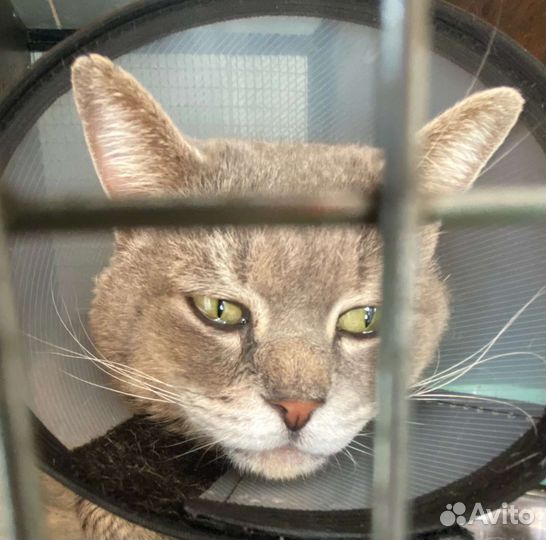 Кот несчастный