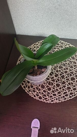 Орхидея фаленопсис Eve