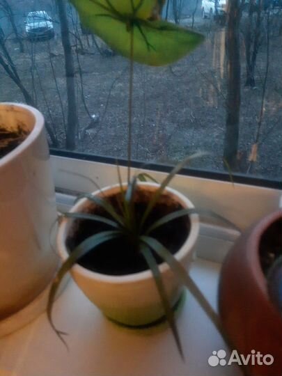 Драцена маргината