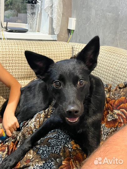 Собака в добрые руки