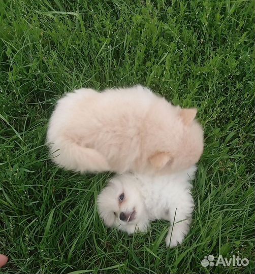 Пушистое чудо