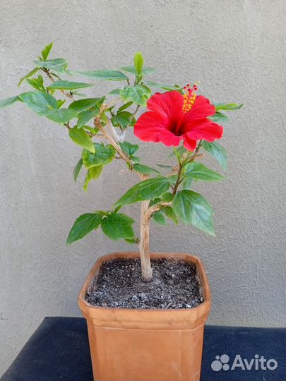 Гибискус комнатный красный
