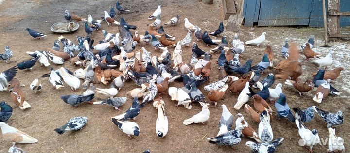 Продам летных голубей