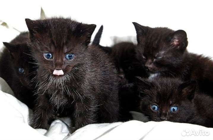 Кошка в дар бесплатно