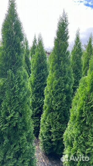 Туя смарагд