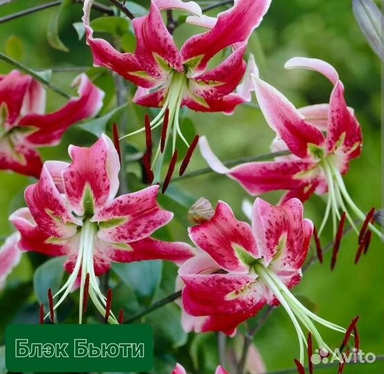 Лилии. Саженцы лилии