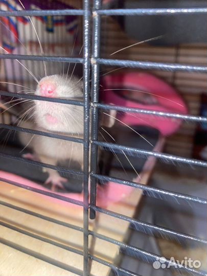 Крыса дамбо с клеткой