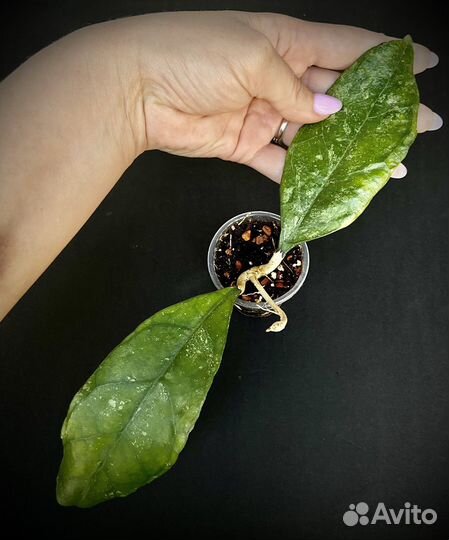 Хойи сортовые