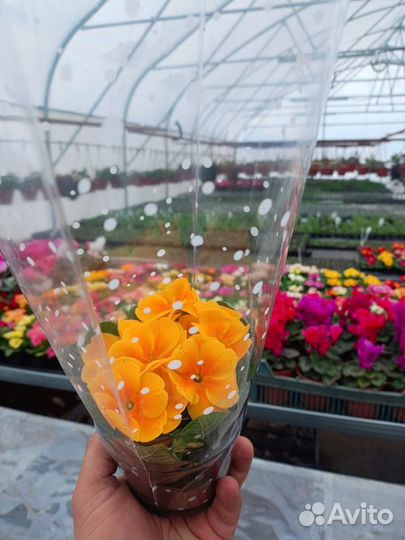 Примула и цикламен