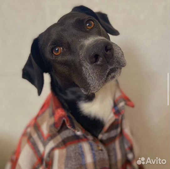 Собака в добрые руки