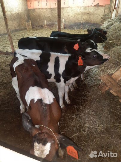 Телята бычки бык