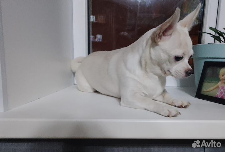 Девочка чихуахуа