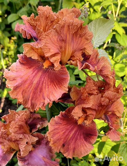 Ирисы сортовые