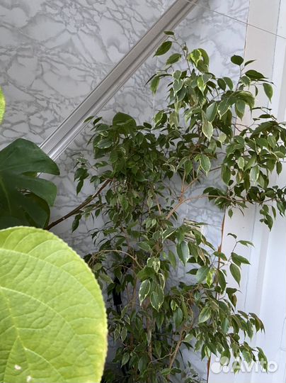 Комнатные цветы