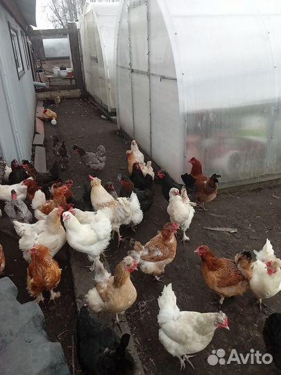 Куры несушки