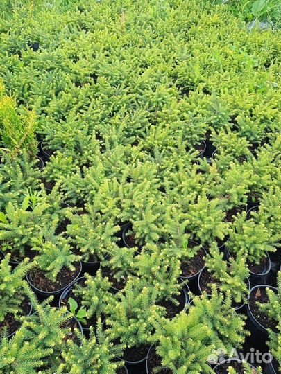 Саженцы Ель сербская Karel (Карел)