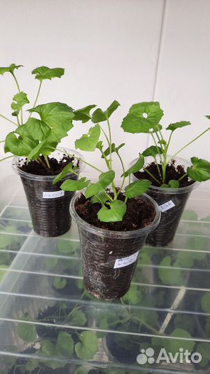 Кампанула, набор из 6 сортов