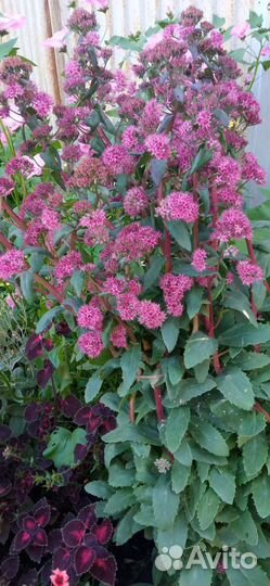 Садовые растения