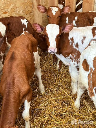 Телята доставка до двора за наш счёт