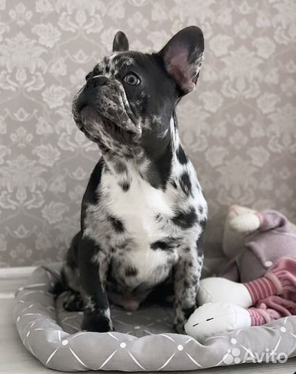 Французский бульдог