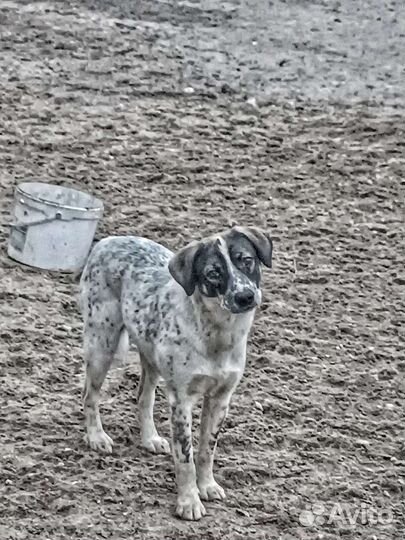 Отдам даром бесплатно