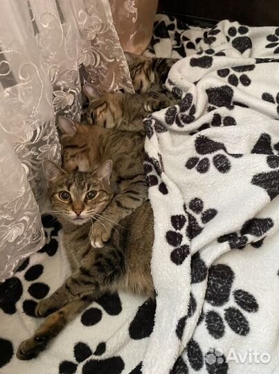 Кастрация котов и кошек с выездом на дом