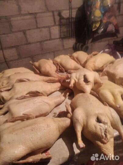 Домашняя кура. Варенье малина