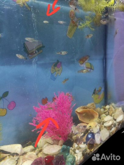 Мальки гуппи