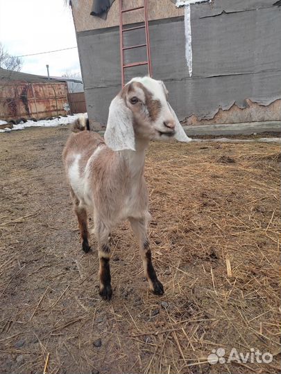 Англо нубийские козлята