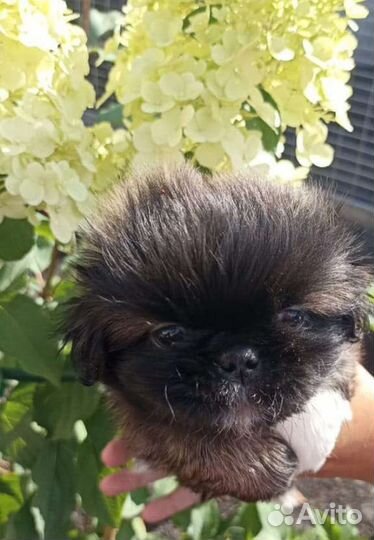 Щенок пекинес