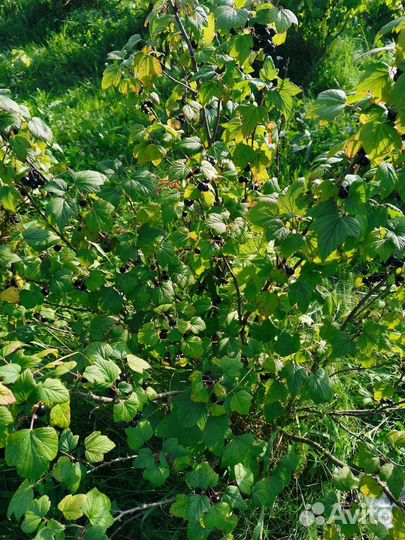 Саженцы черной смородины