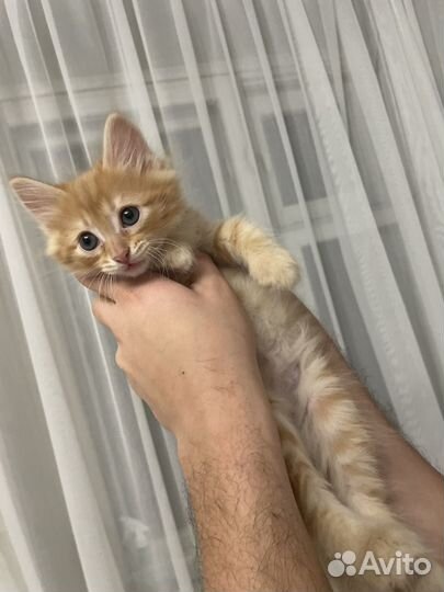 Кот и кошка