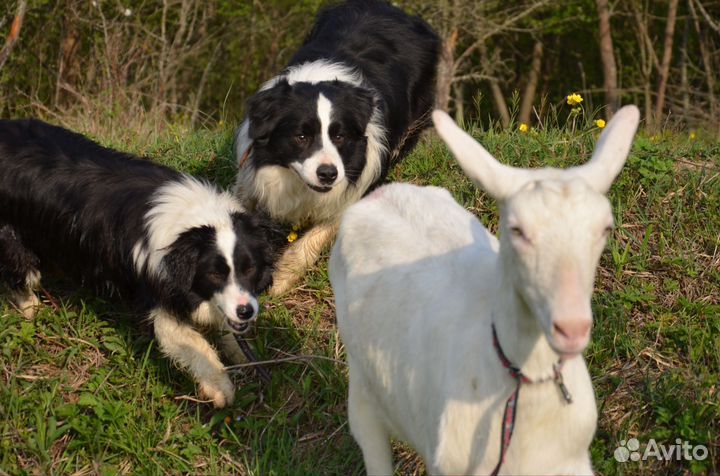 Пастух для вашей фермы бордер колли