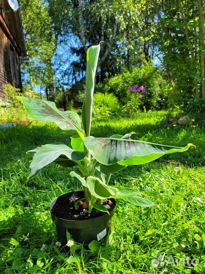 Комнатный банан, плодовый