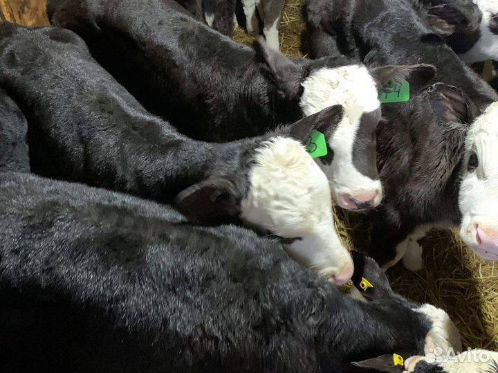 Бычки новый завоз