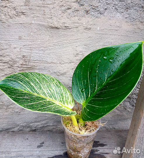 Сингониум в сортовые