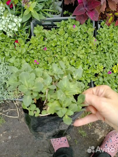 Многолетники почвопокровники на горку