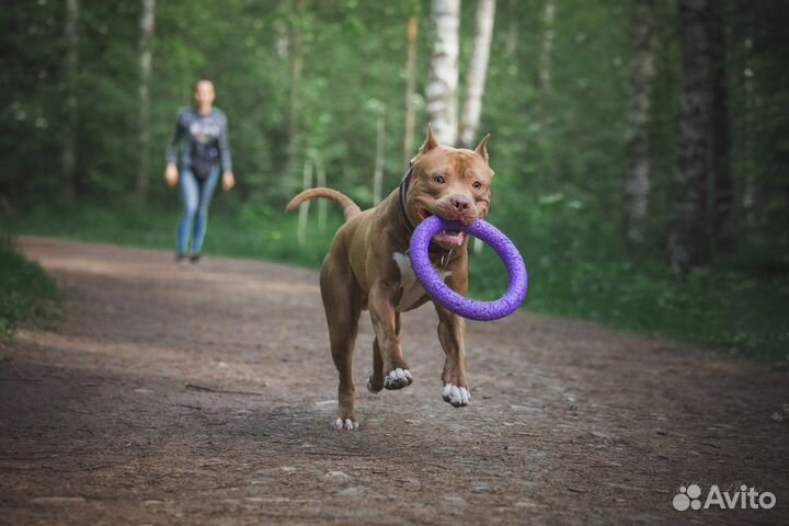 Инструктор-дресировщик(Кинолог)