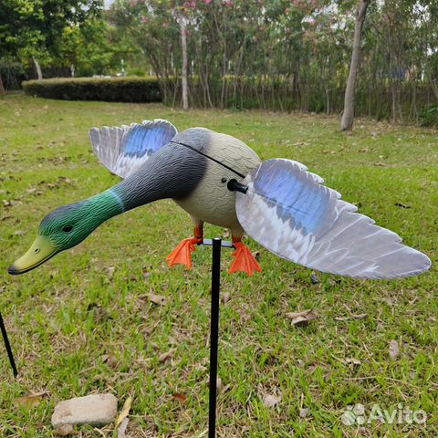 Утка махокрыл, чучело утки махокрыл, приманка