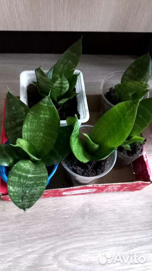 Сансевиерия,щючий хвост,тещин язык