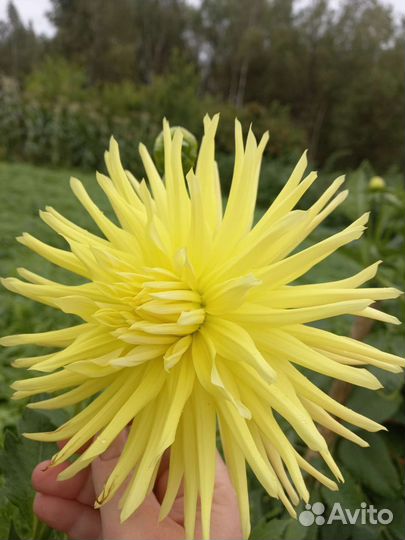 Георгины клубни