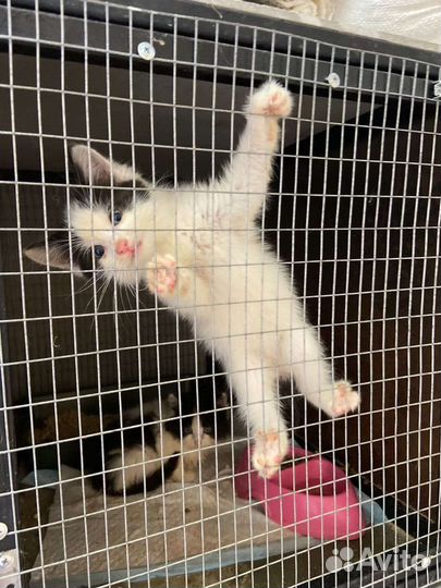 Спасите котенка
