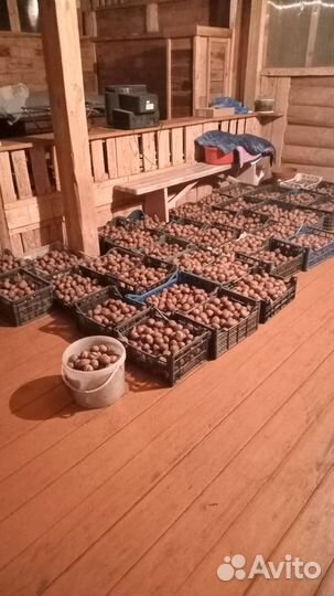 Продам картофель семенной