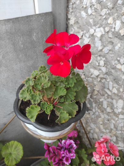 Пеларгония герань