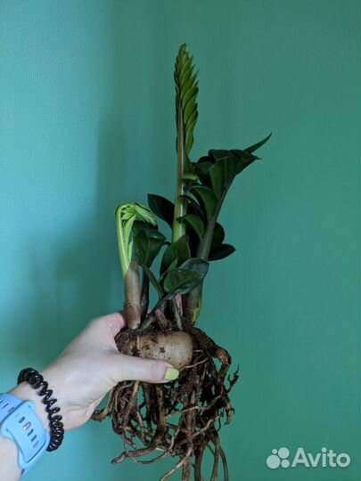 Замиокулькас зензи