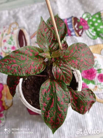 Домашний цветок гипоэстес