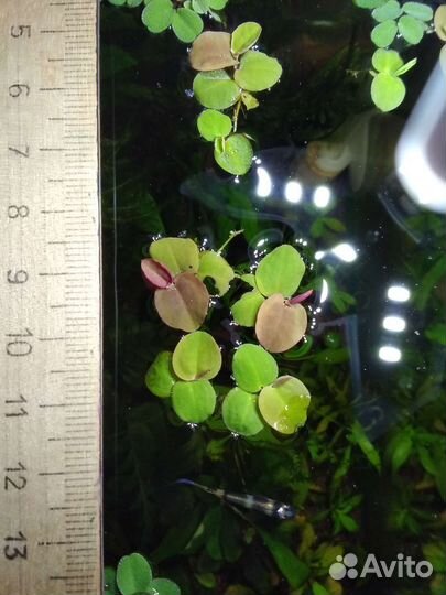 Аквариумные растения и улитки