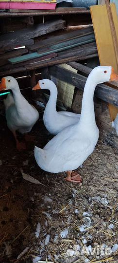 Семья гусей